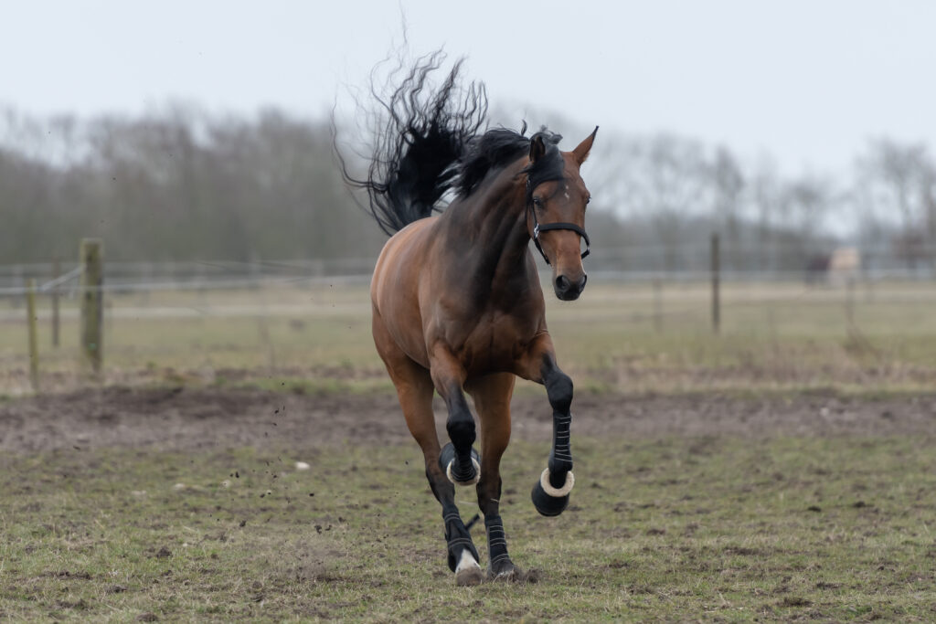 Hvordan får din hest fyldig og flot hale